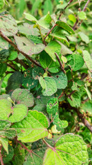 background view of fresh green leaves