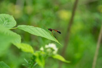 Ichneumon Wasp on Leaf in Springtime