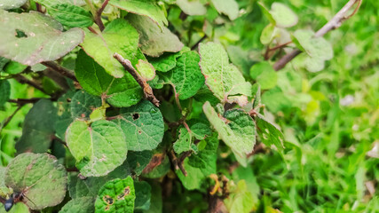 background view of fresh green leaves