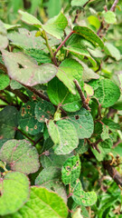 background view of fresh green leaves