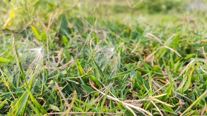 green grass on the ground