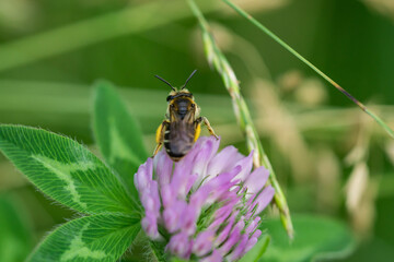 Wilke's Mining Bee on Red Clover Flowers © Erik