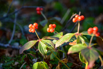 秋の日差しを浴びる、赤い丸い木の実を実らせたゴゼンタチバナ。旅行、旅先、シルバーウィーク、紅葉、黄葉。弾む。リズム。