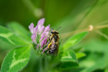 Wilke's Mining Bee on Red Clover Flowers © Erik