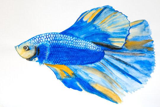 Siamese fighting fish (Betta splendens), called pla-kad or biting fish of Thailand as Water colour on white paper