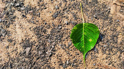 selective focus on green leaf on a rough surface