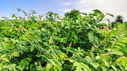 background view of fresh green leaves along with blue sky