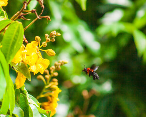 Insect flying to a yellow flower