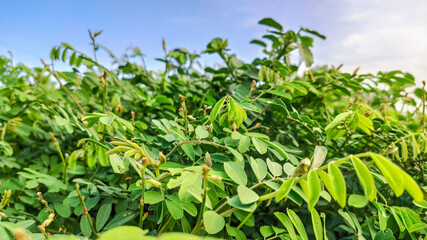 background view of fresh green leaves along with blue sky