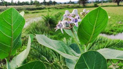 Obraz premium selective focus on wild flower and green leaves on plant