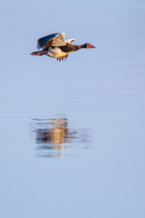 Spur-winged Goose (Plectropterus gambensis) at the Chobe River in Chobe National Park in northern Botswana, Africa.