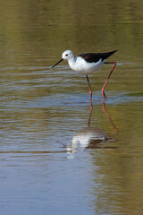 Black-winged Stilt (Himantopus himantopus) on the Chobe River in Chobe National Park in northern Botswana, Africa.