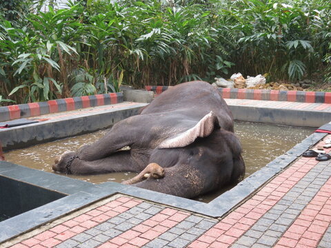 &eacute;l&eacute;phant