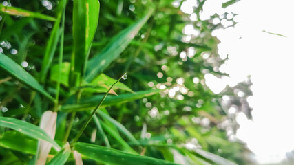 selective focus on water drop at the top of a bamboo leaf