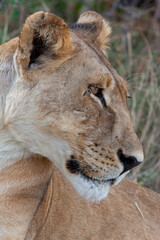 Lioness (Panthera leo) in the Savuti region of northern Botswana, Africa.