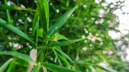 selective focus on water drop at the top of a bamboo leaf
