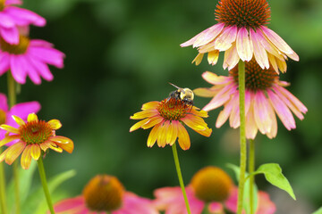 Cheyenne Spirit Coneflowers with a bee.