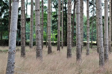 Some tall bare pines in the forest