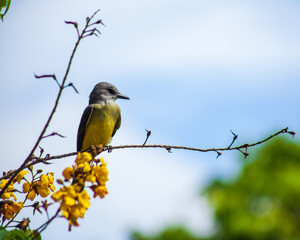 Suiriri bird