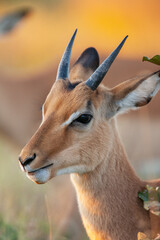 Young male Impala (Aepyceros melampus) in the Savuti region of northern Botswana, Africa.