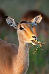 Young female Impala (Aepyceros melampus) in the Savuti region of northern Botswana, Africa.