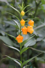 サンダーソニア