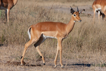 Naklejka na ściany i meble Young male Impala (Aepyceros melampus) in the Savuti region of northern Botswana, Africa.