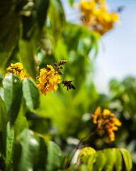 Insect flying to a yellow flower