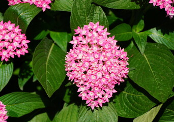 Beautiful flowers of Egyptian Star-Cluster 'Butterfly Deep Pink'