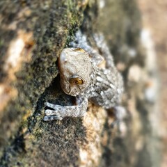 small gecko on tree