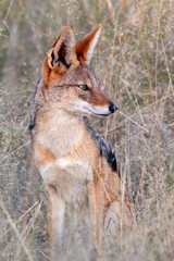 Black-backed jackal (Canis mesomelas) in the Savuti region of northern Botswana, Africa.