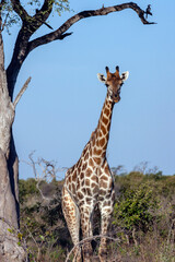 Giraffe (Giraffa camelopardalis) in the Savuti region of northern Botswana, Africa.
