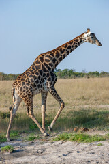 Giraffe (Giraffa camelopardalis) in the Savuti region of northern Botswana, Africa.