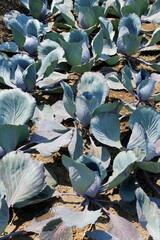 Row of fresh cabbage on a vegetable garden