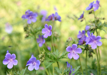 A whole field of blue geranium pratense flowers (meadow cranesbill) on a sunny morning background