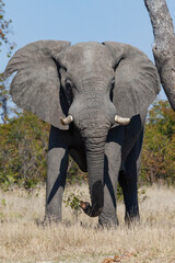 Fototapeta premium African Elephant (Loxodonta Africana)in the Savuti region of northern Botswana, Africa.