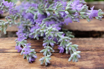 Bunch of lavender flowers on rough wooden background. Close-up, top view, selective focus