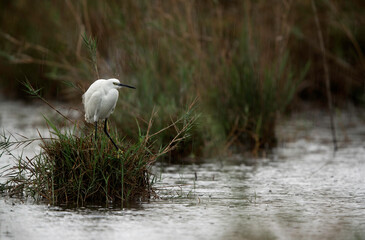 Little Egret in rain at Asker marsh, Bahrain
