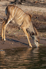 Young female Kudu antelope drinking at the Chobe River in Chobe National Park in northern Botswana,...