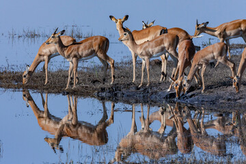Group of Impala antelopes drinking at the Chobe River in Chobe National Park in northern Botswana, Africa. - obrazy, fototapety, plakaty