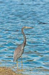 Top view, close distance of a chef's knife and professional sharpener on a wood cutting board