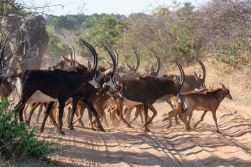 Herd of Sable Antelope (Hippotragus niger) in Chobe National Park in northern Botswana, Africa.