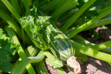 Zucchini in the garden.Fresh organic zucchini grow in the garden.