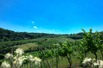 Obraz premium Weingärten am Nussberg