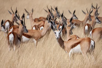 Crédence de cuisine en verre imprimé Antilope Antilope Springbok (Antidorcas marsupialis) dans le parc national d& 39 Etosha en Namibie, Afrique.