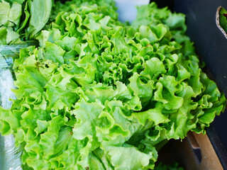 Photo of green vegetables for vegetarians