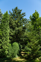 Evergreen landscaped garden. Evergreens against  blue sky in summer. Atmosphere of relaxing holiday, happiness and love. Nature concept for design. Summer landscape and nature background.