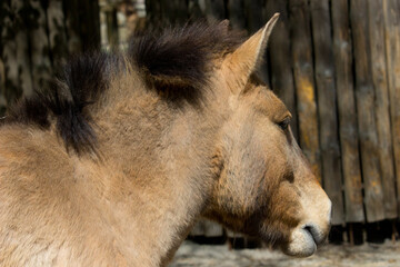 Fototapeta premium Przewalski wild horse, Przewalski`s horse Equus przewalskii, Dzungarian horse or Equus ferus przewalskii also called the Mongolian wild horse, is a rare and endangered horse