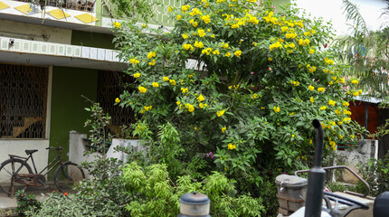 Tecoma stans yellow flowers blossom, Indian house exterior shot.