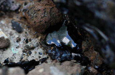 a glistening drop of bitumen melted in the heat close up